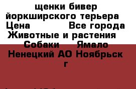 щенки бивер йоркширского терьера › Цена ­ 8 000 - Все города Животные и растения » Собаки   . Ямало-Ненецкий АО,Ноябрьск г.